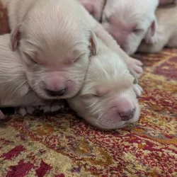 AKC Golden Retriever Puppies Available!