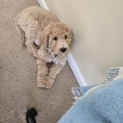 Standard Goldendoodle Puppy + Starter Kit/Supplies