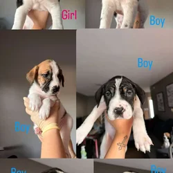 Puppies