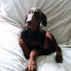 Doberman puppy for sale European