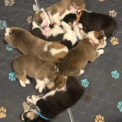 Pembroke Corgi Puppies