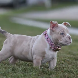 ABKC - American Pocket Bully Female - Lilac Merle