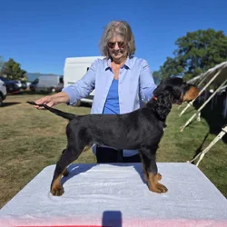 AKC Champion line Gordon Setter puppies
