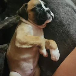 Female Boxer puppy runt