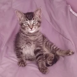 Adorable Kitten for rehoming