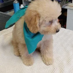 Minidoodle puppys