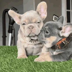 French bulldog