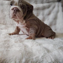 Lilac English Bulldog