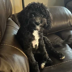 Rehoming Milo
