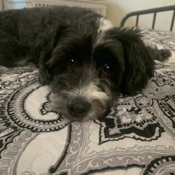 Aussiedoodle rehome