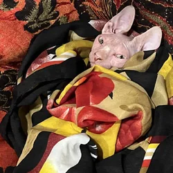 Naked kitten--Blaze