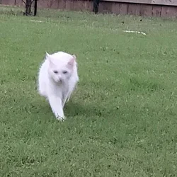Turkish Van Cat for sale