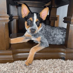 Blue/Red heeler puppy for sale