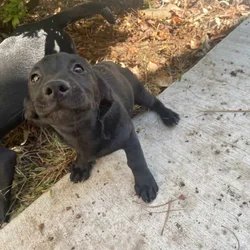 Puppies