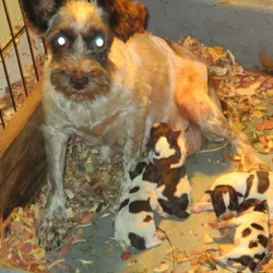 Min. Schnauzer Pups
