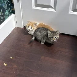 Maine Coon Kitten for sale