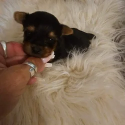 Yorkies