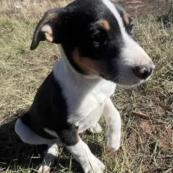 Ranch Pup -Boy 2