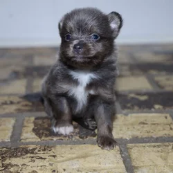 Pomchi/Pomeranian Puppies – Shots & Deworming Incl