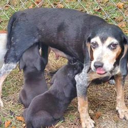 Beagle mix