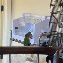 8 week old conures