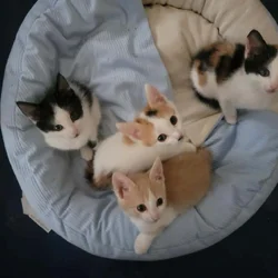 Nice Kittens