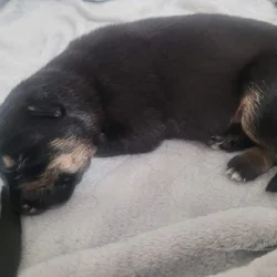 Full bred German Shephard puppies