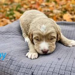 Goldendoodle puppies - take home nov 29
