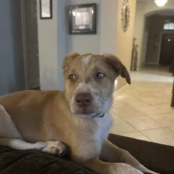 Free dog