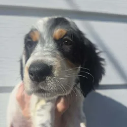 English Setter puppies