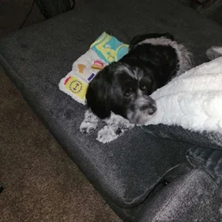 Rehoming Female Havense