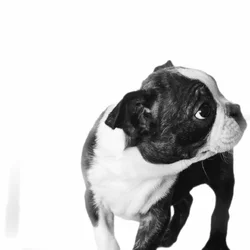 Two boston terrier puppies
