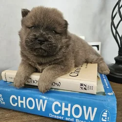 CHOW CHOW PUPPIES FAMILY RAISED WELL BRED