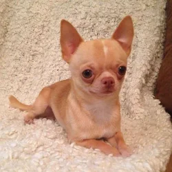 female chihuahus wanted for dying grandson