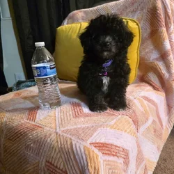 Toy poodle