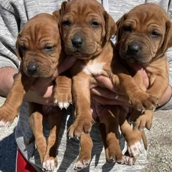 AKC Rhodesian Ridgeback Puppies Available