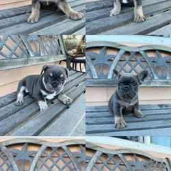 Puppies for Slae