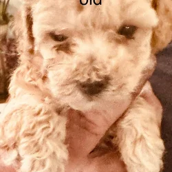 Toy poodles