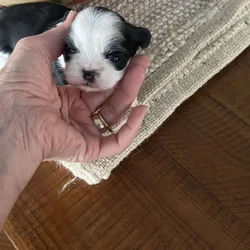 Adorable AKC Shih Tzu pups available December 1