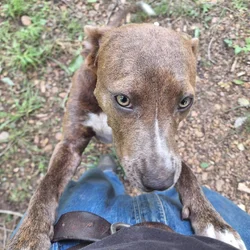 No name Dog to a forever home.