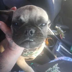 Pug puppy
