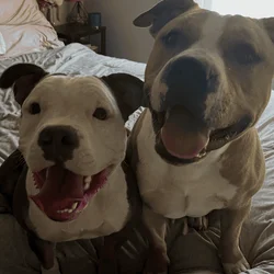 American bully pitbull puppies
