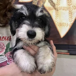 Gorgeous, mini schnauzer, puppies hypoallergenic