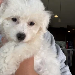 Bichon puppy 12 weeks