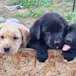 AKC Pointing Lab Pups 4 Sale