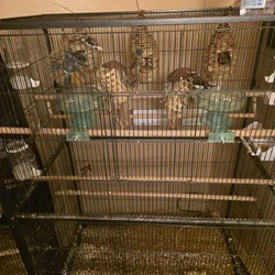 13 hand raised and bred society finches for sale
