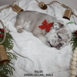 AKC French Bulldog Puppies
