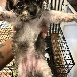 Adorable puppy