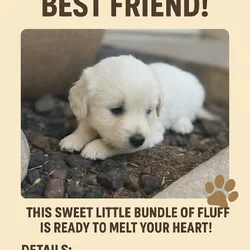AKC Sweet Female English Cream Golden Retriever