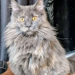 Blue cream Maine coon